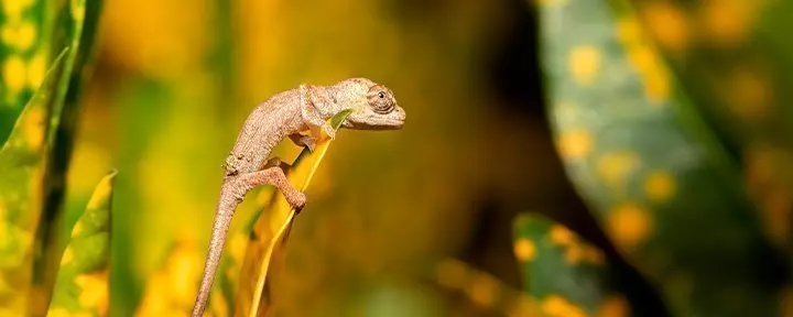 Chameleon in Ranomafana National Park in Madagascar