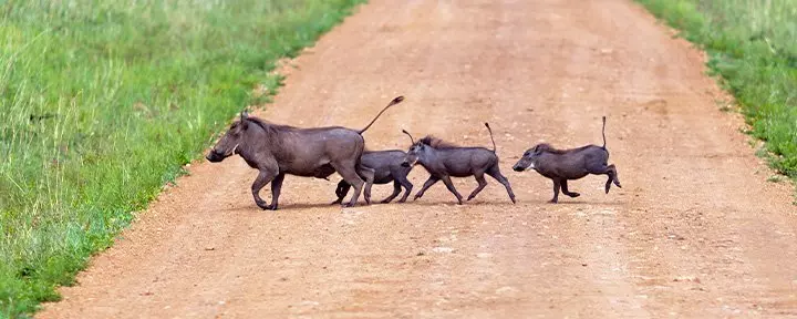 Family of wild boar crossing a road in the Masai Mara