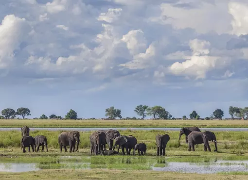 Elephants in Chobe National Park