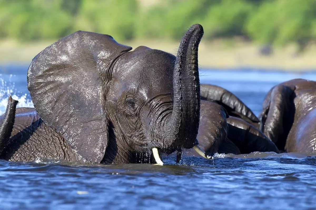 Elephants in the Chobe River