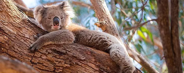 Koala resting in Australia