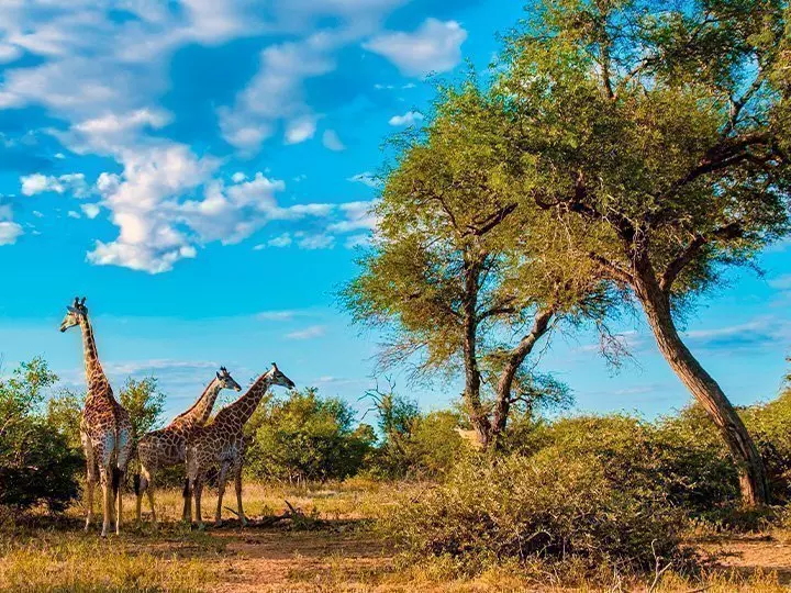 Giraffes in Kruger National Park