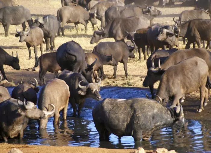 Buffalo in Tsavo East National Park
