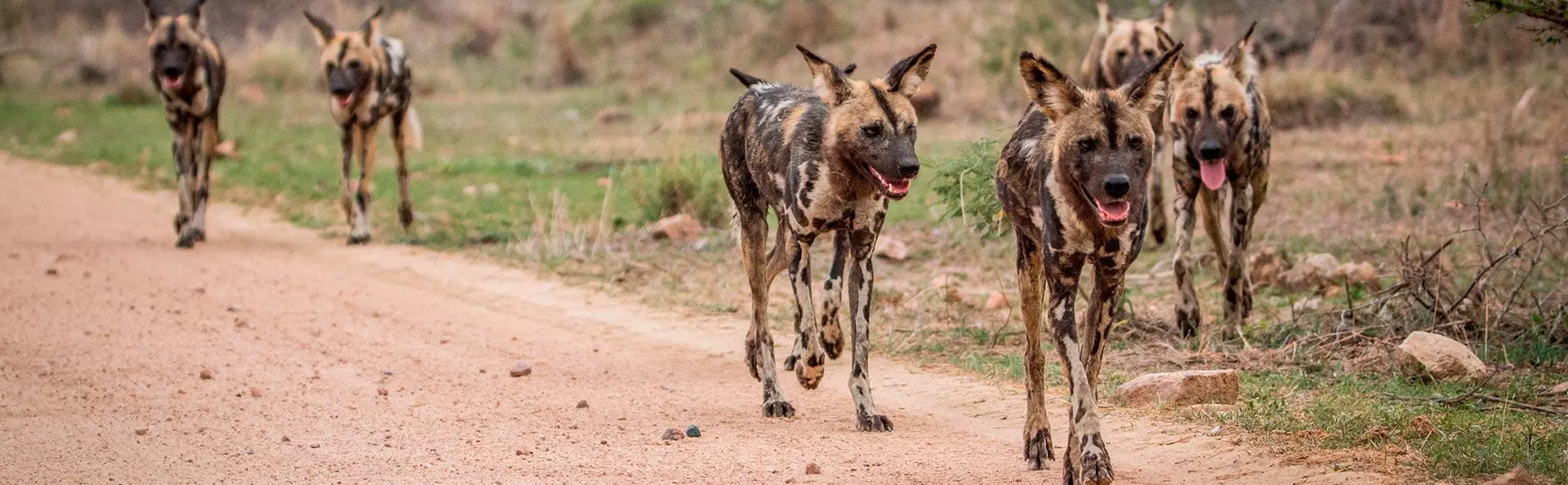 Wild dogs in Kruger National Park