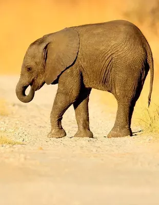 Baby elephants crossing the road in Chobe National Park