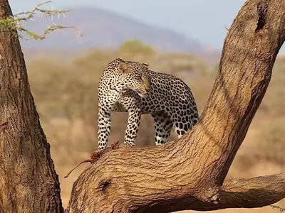 Leopard in a tree in Samburu, Kenya