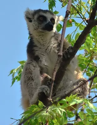 Ring-tailed lemur in Anja Reserve in Madagascar
