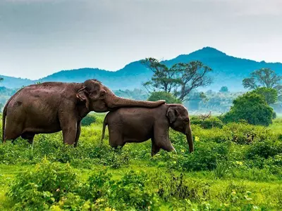 Two elephants walk in the green landscape of Minneriya in Sri Lanka