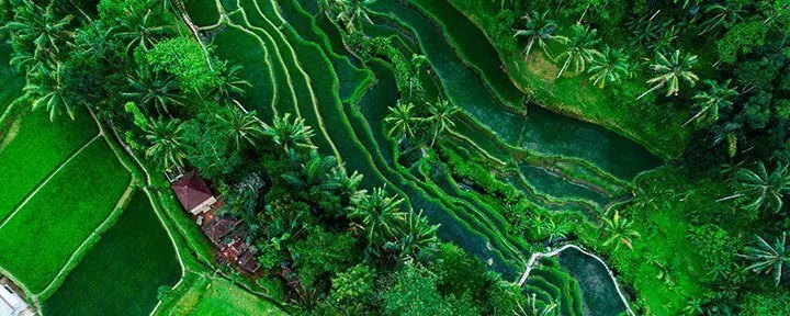 Tegallalang rice field in Bali, Indonesia