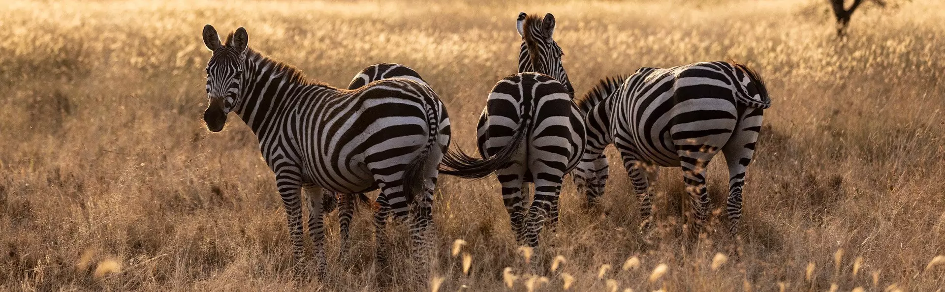 Zebras on the Serengeti savannah