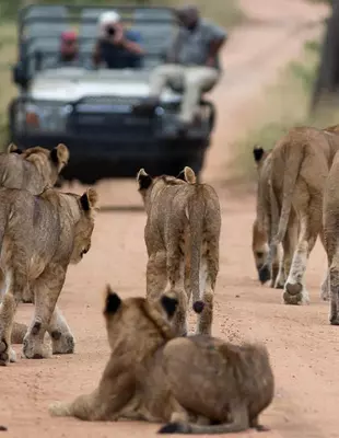 A safari car drives on the road and in front is a group of lionesses with their backs turned