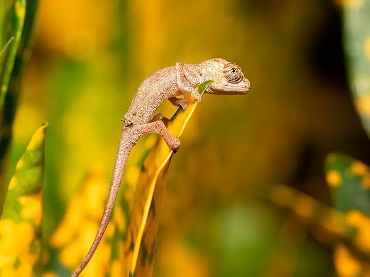 Chameleon in Ranomafana National Park in Madagascar