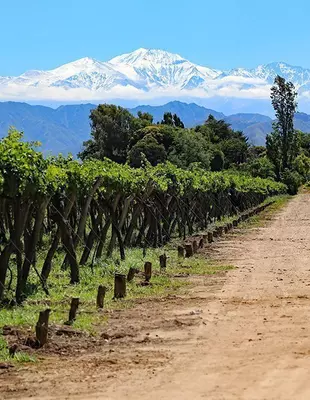 Vineyards in Mendoza, the wine region of Argentina