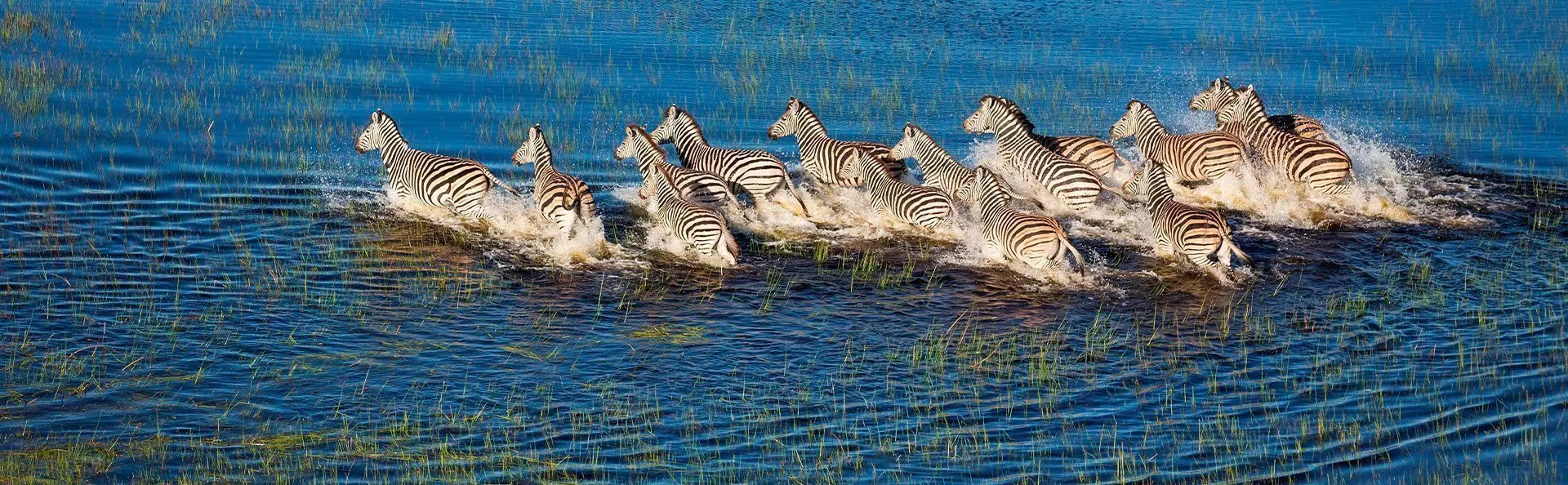Zebras in the Okavango Delta in Botswana