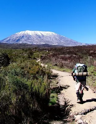 A trekker walking through a heath landscape on the way to Kilimanjaro