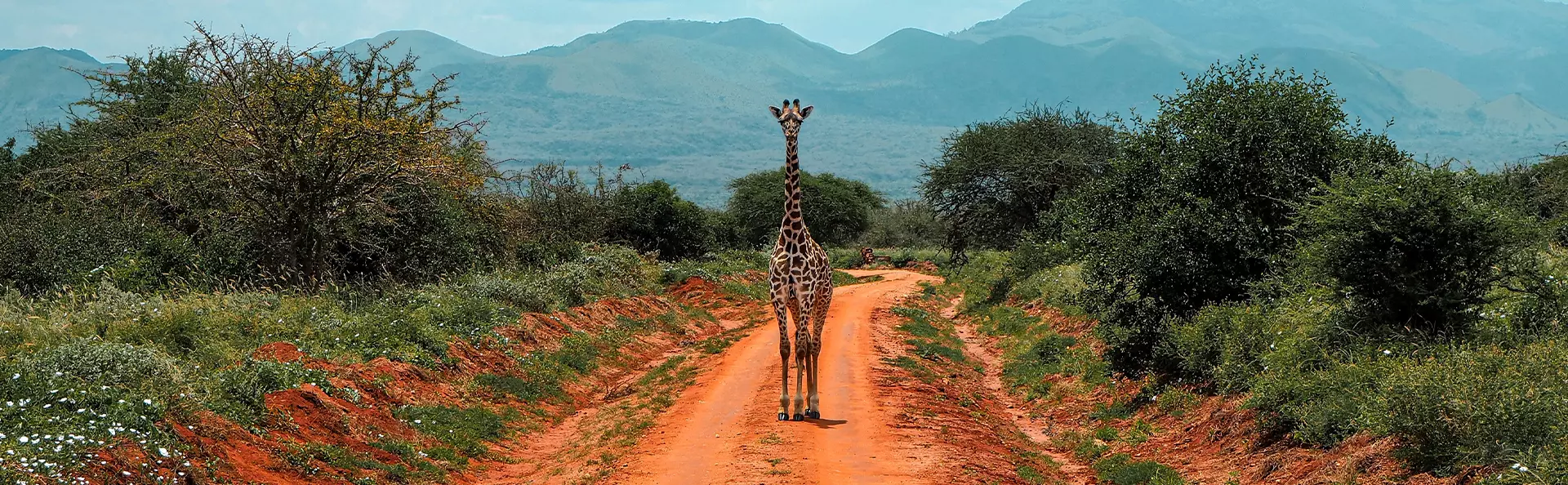 A giraffe stands on a red dirt road in Tsavo National Park, Kenya