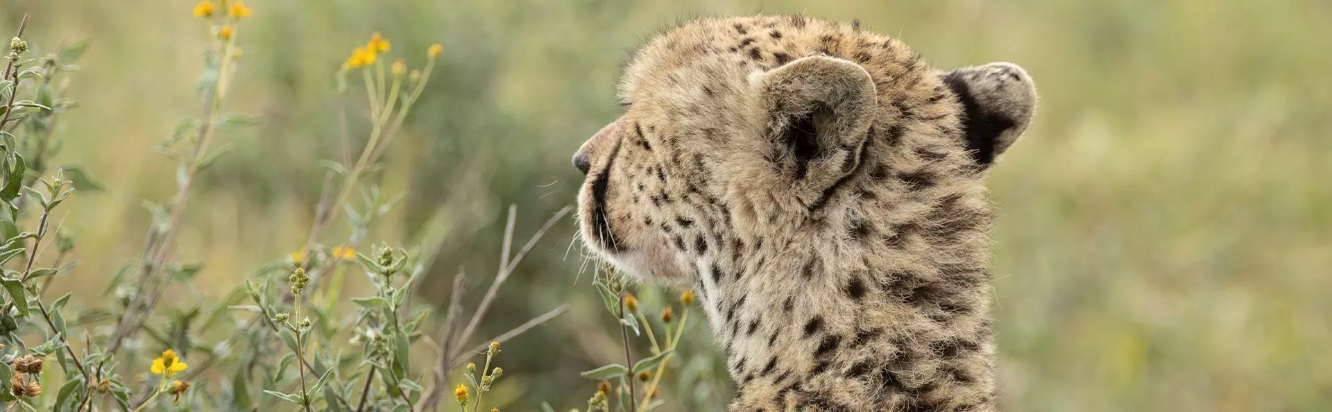 Cheetah peering at the horizon in Serengeti National Park