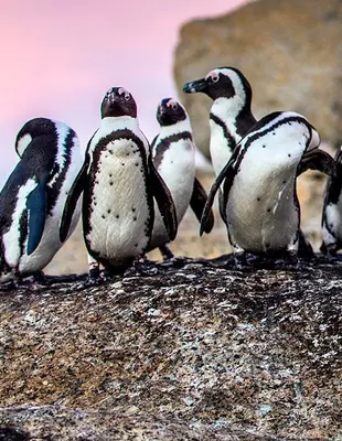 Penguins at Boulders Beach in Cape Town