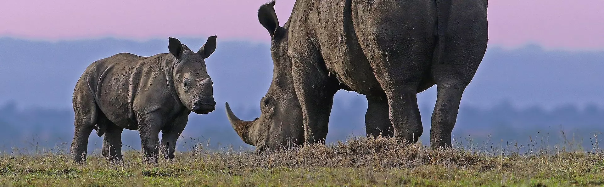Rhino with baby