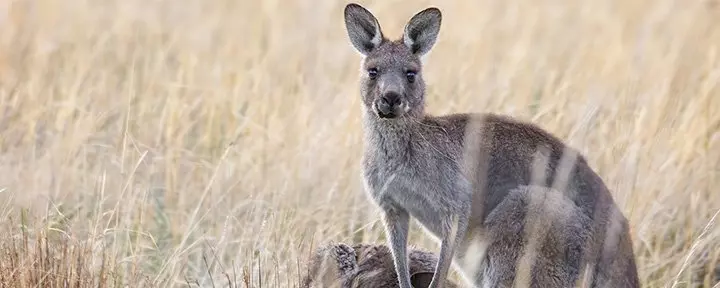 Kangaroo in the grass in Australia