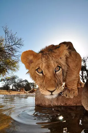 African Safaris and Tours