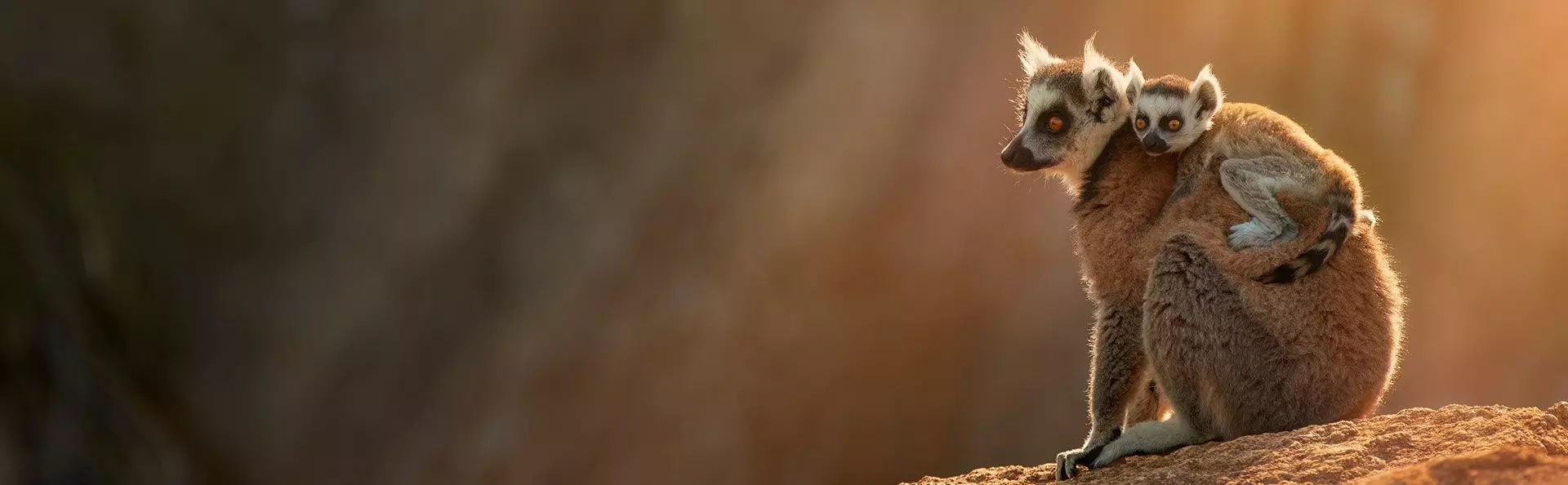 Ringtailed lemur in Anja Reserve in Madagacar
