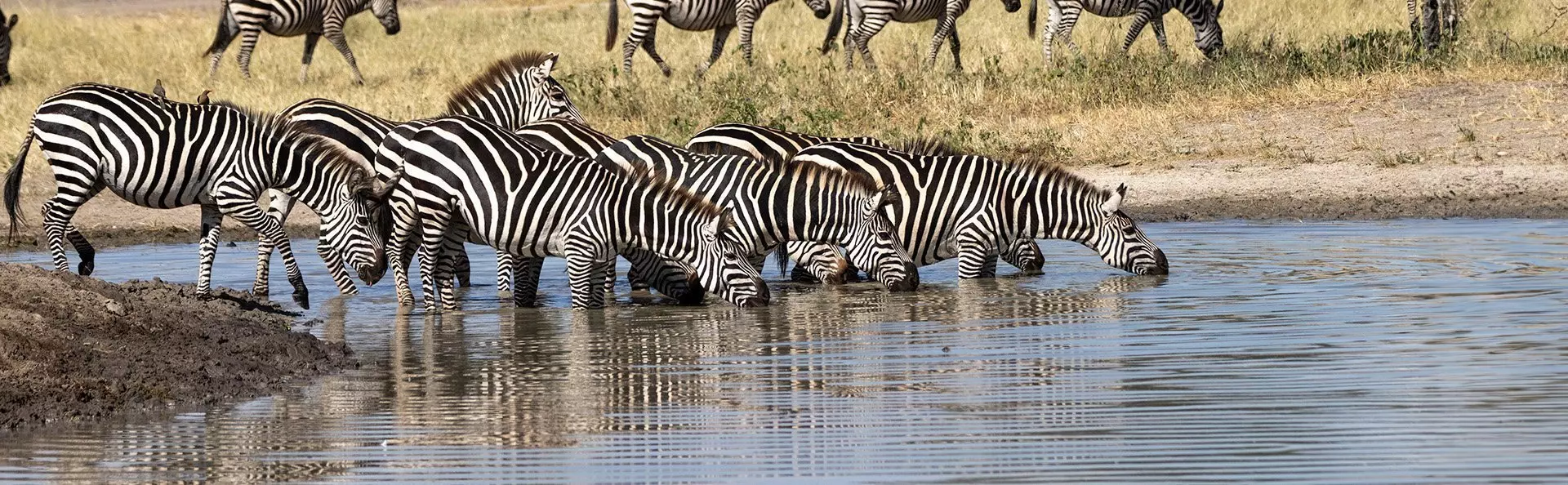 Zebras drinking by river in Tarangire National Park, Tanzania
