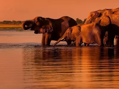 Elephants at sunset by the Chobe River in Botswana