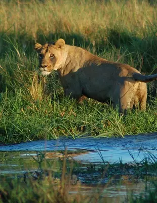 Lioness crossing river in Chobe National Park