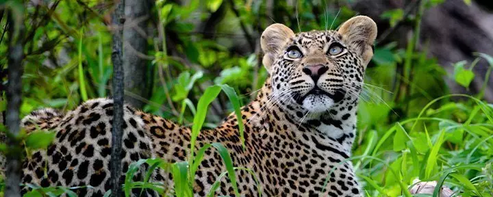 Leopard looking at birds in Kruger National Park/Two rhinos on a road in Kruger National Park