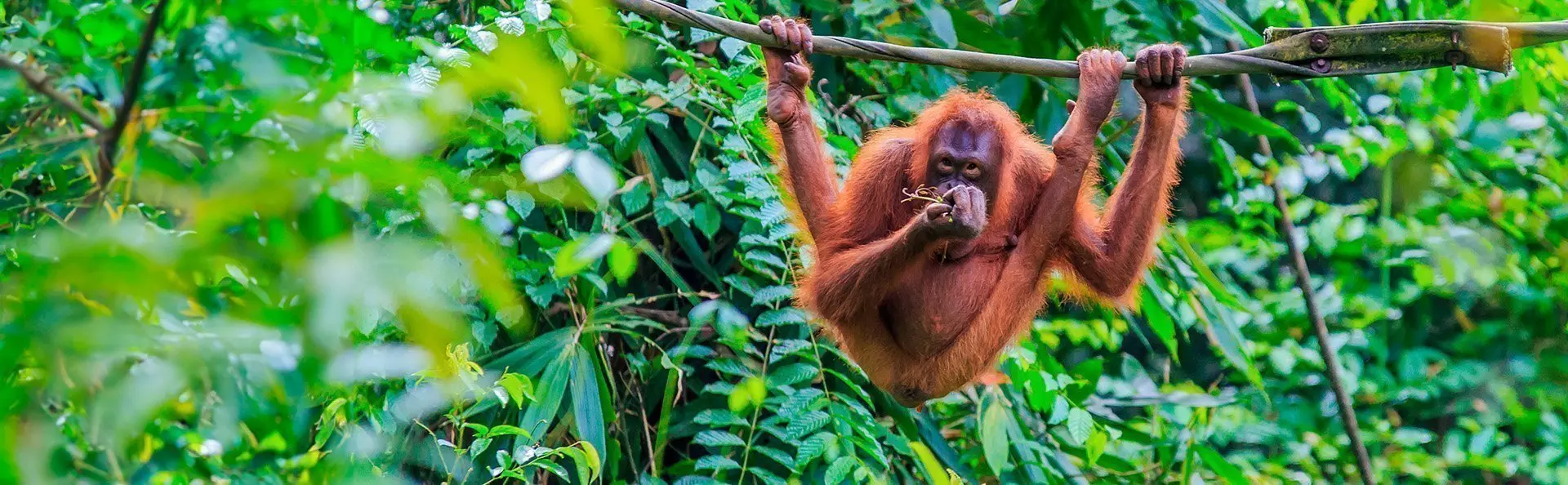 Orangutan in the trees on the island of Sumatra