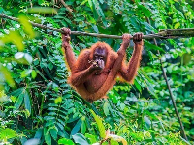 Orangutan in the trees on the island of Sumatra