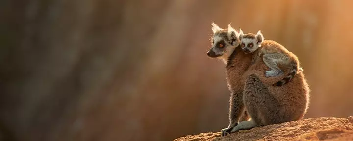 Ringtailed lemur in Anja Reserve in Madagacar