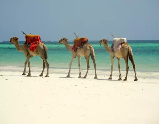 Dromedaries on the beach in Mombasa