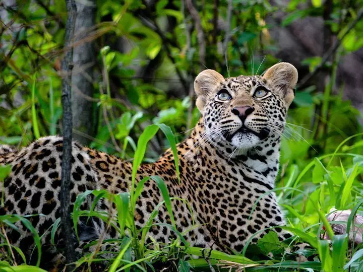 Leopard looking at birds in Kruger National Park/Two rhinos on a road in Kruger National Park