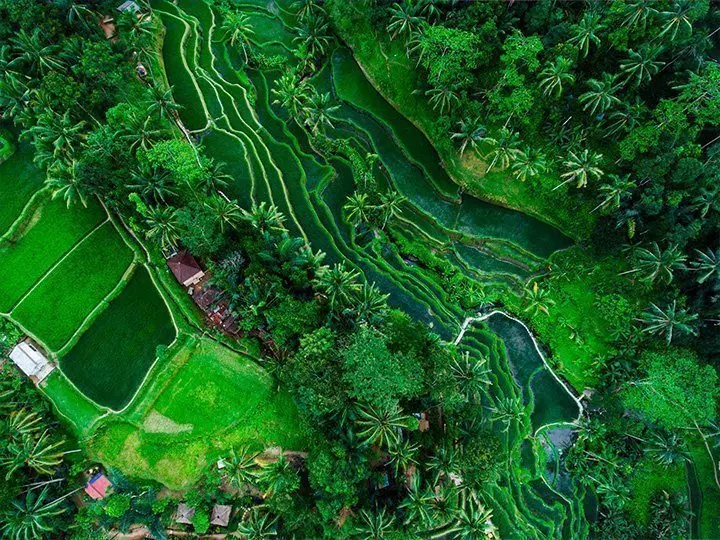 Tegallalang rice field in Bali, Indonesia