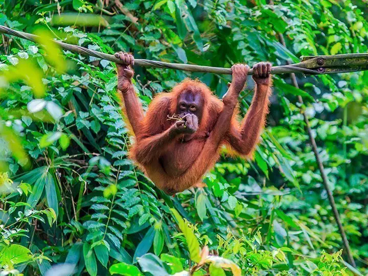 Orangutan in the trees on the island of Sumatra