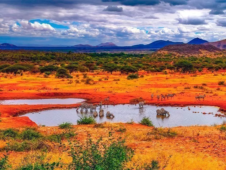 Zebras by lake in Tsavo National Park, Kenya