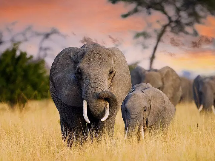Elephants walk in the sunset on the savannah