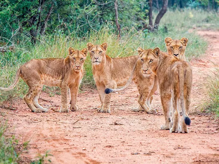 A group of lionesses in Kapama Private Game Reserve