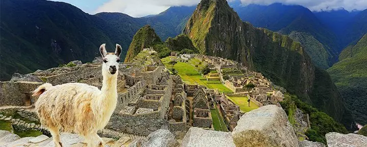 Lama standing at the Machu Picchu viewpoint in Peru