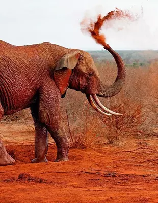 Red elephant in Tsavo National Park in Kenya