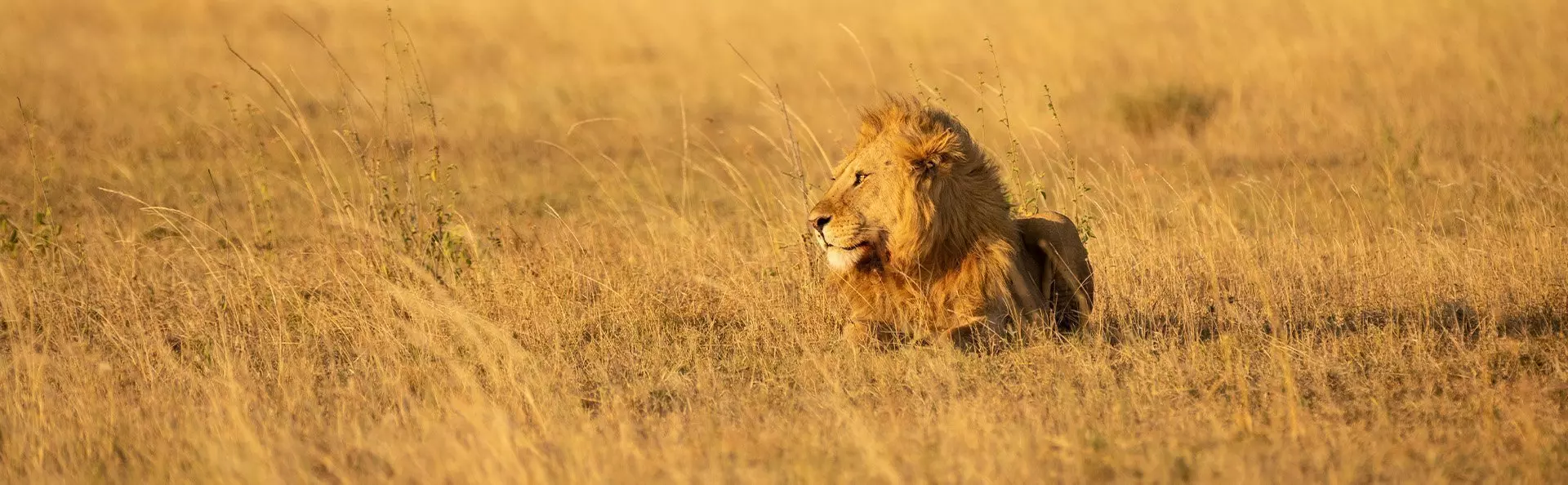 Lion on the Serengeti plain