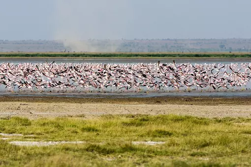 Flamingos at Lake Manyara