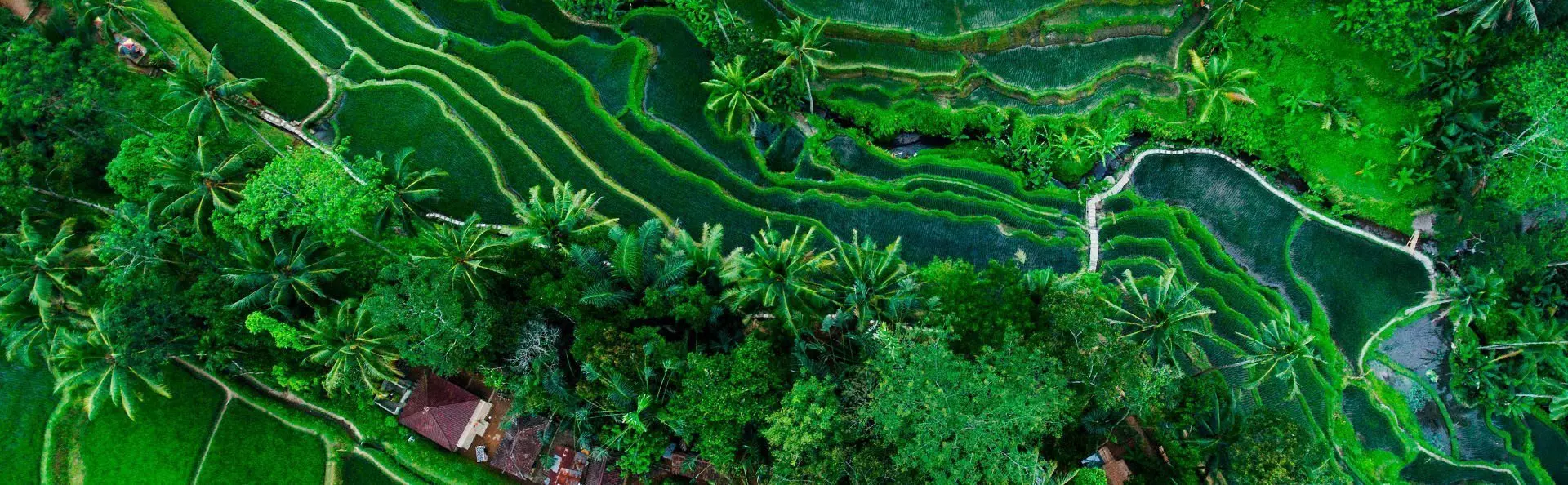Tegallalang rice field in Bali, Indonesia