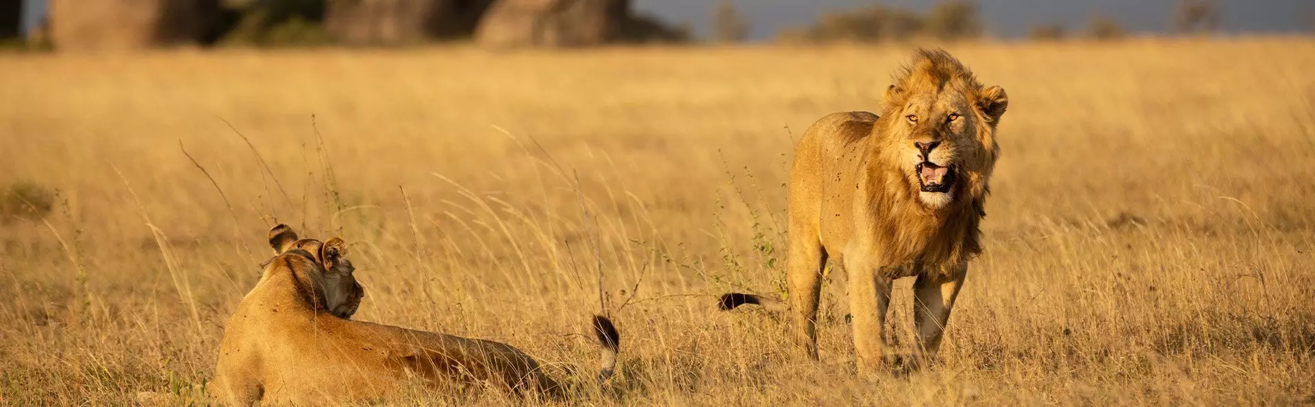 Lion and lioness on the Serengeti
