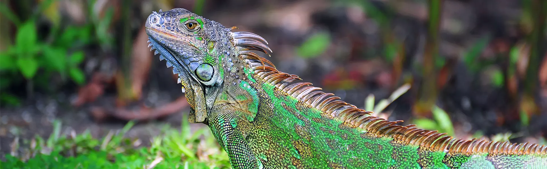 A large green iguana in Costa Rica