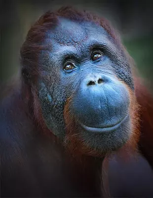 A Bornean orangutan looks into the camera