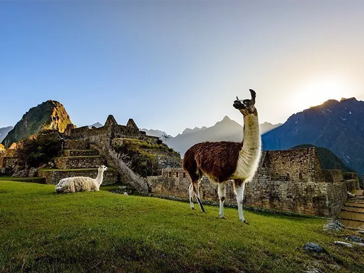 Two llamas relaxing at Machu Picchu