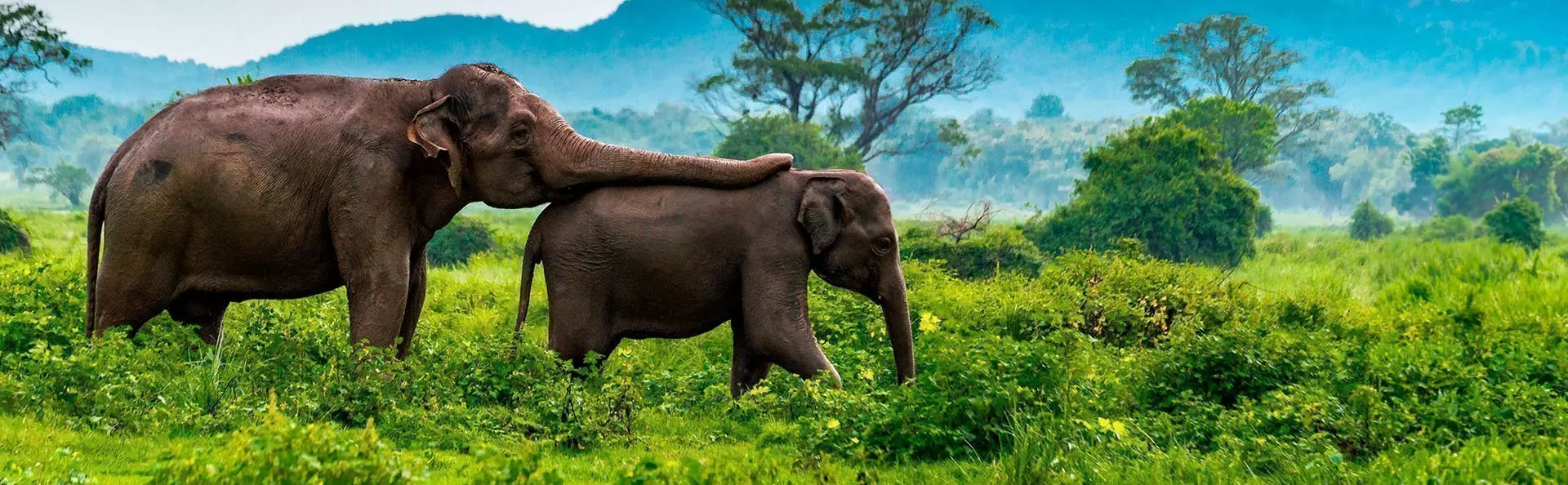 Two elephants walk in the green landscape of Minneriya in Sri Lanka